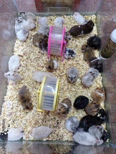 Adorable hamster family playtime in a cozy enclosure with colorful wheels, perfect for pet stores or educational content about caring for small animals