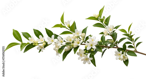 Delicate orange jasmine blossoms and leaves on a branch offering fresh spring beauty, perfect for wedding invitations, greeting cards, and floral designs