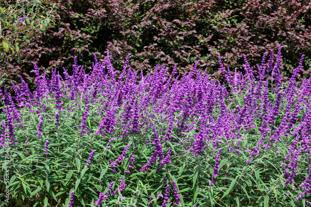 Obraz premium Salvia leucantha flowers in the garden blooming in autumn.
