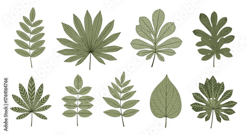 Various green leaves collection isolated on white background.