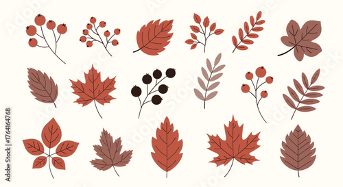 Autumn leaves and berries illustration on white background seasonal design.