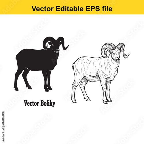 Vector art of black silhouette and detailed sketch of a ram with large curved horns
