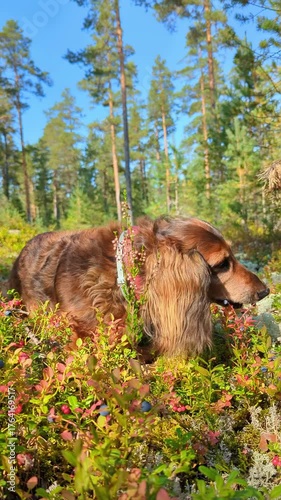 Red-haired dachshund dog sniffing wild blueberry plants in the sunlight. Peaceful forest scene capturing the bond between pets and nature, representing rural life and calm moments outdoors.