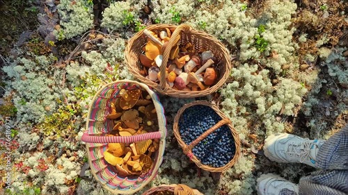 Gathering wild forest gifts mushrooms and berries in baskets lying on moss, top view. Eco-friendly lifestyle, seasonal food, and outdoor adventure mood. Organic raw food.