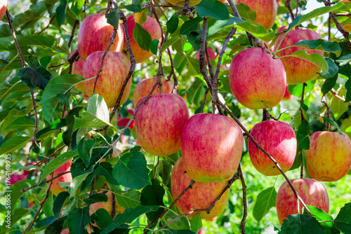 Close-up of Shinano Dolce, a delicious apple from the orchard.