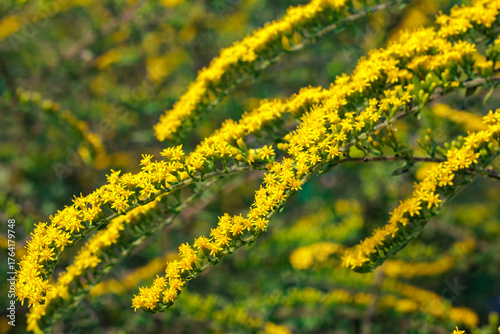 Yellow Solidago rugosa Fireworks flowers blooming in an autumn garden.