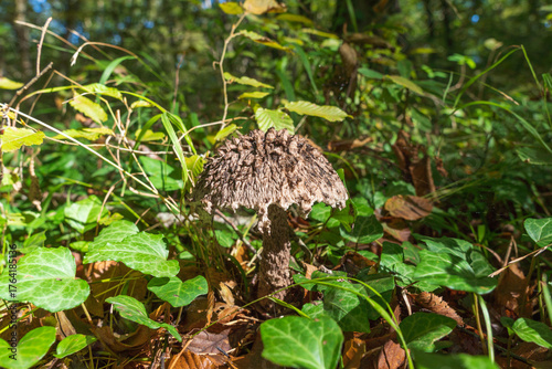 A rare mushroom Strobilomyces strobilaceus, and commonly known as old man of the woods