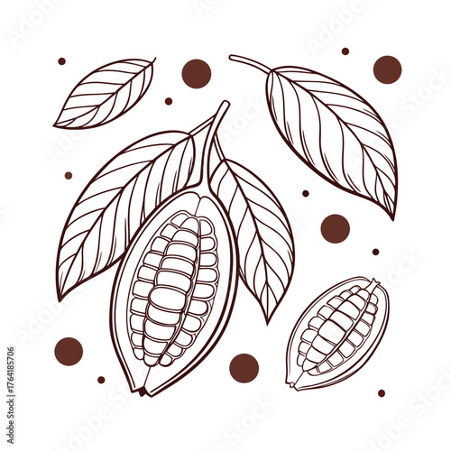  Cacao Pods and Leaves Line Art Illustration