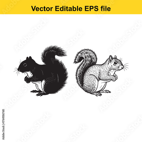 Vector art of a detailed black and white illustration of a squirrel and its silhouette, isolated on a, showcasing its fluffy tail and dynamic pose
