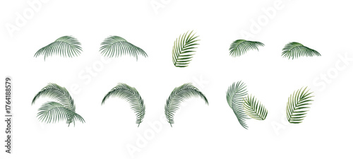 Set of tropical leaves illustration. Collection of exotic green jungle foliage. Monstera, palm, and fern leaves isolated on white background. Botanical vector design elements. vector illustration.