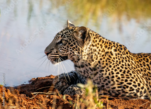 Stalking leopard