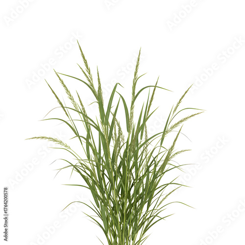 Green Wild Grass Isolated on transparent Background