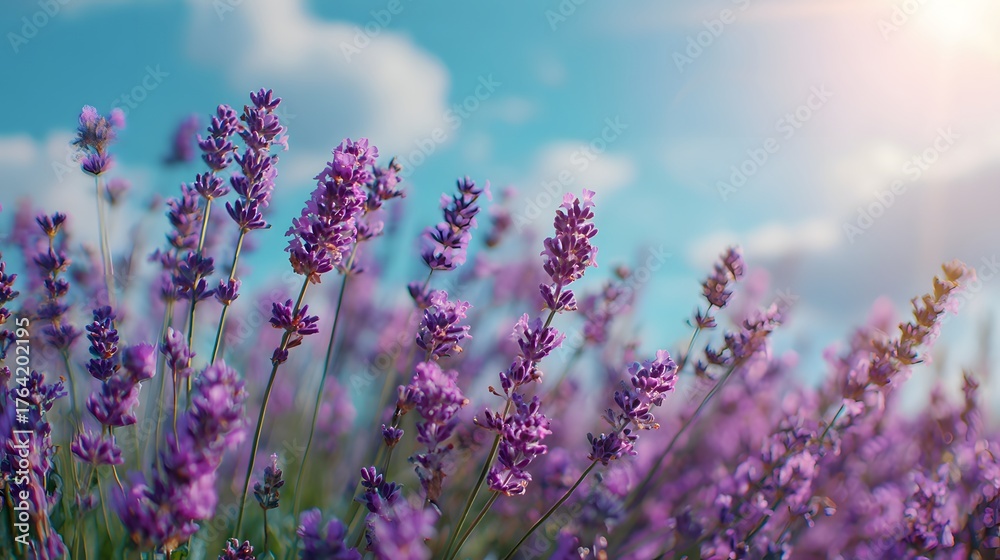 Naklejka premium Vibrant purple flowering plants stretch upwards toward a bright blue sky with soft clouds.