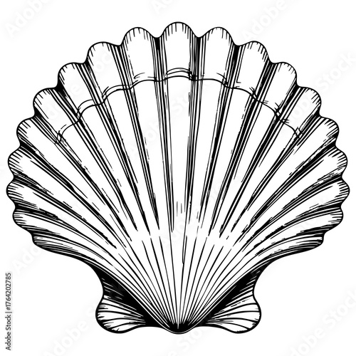 Detailed Sea Shell