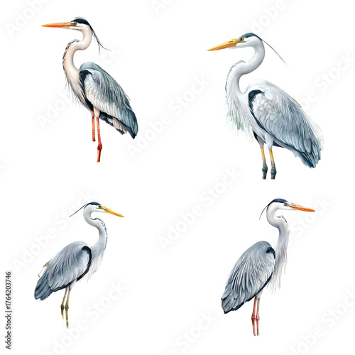 watercolor heron, lotus flowers, leaves isolated on a transparent background