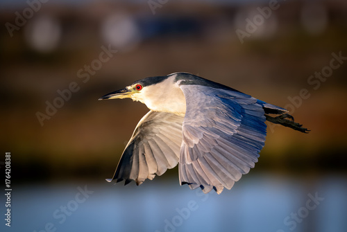 Black crowned night heron bird in flight up close with stunning red eyes in Bolsa Chica wetlands