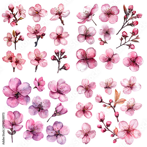 Watercolor sakura flowers set isolated on a transparent background