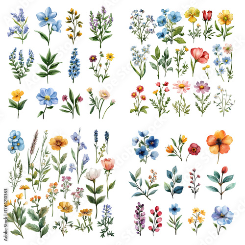 Watercolor Wildflowers Element Vector Collection isolated on a transparent background