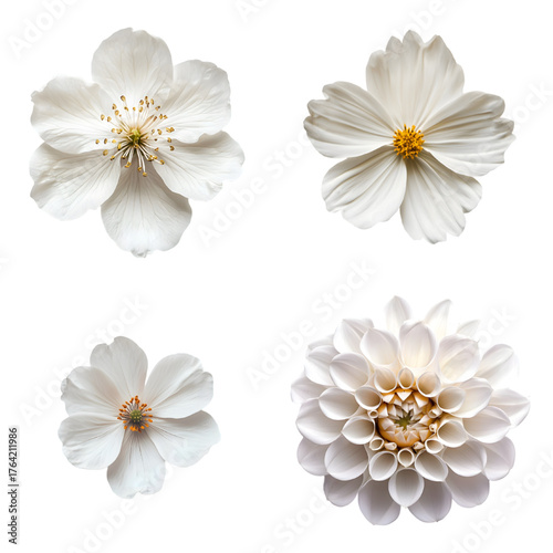 white flower isolated on a transparent background