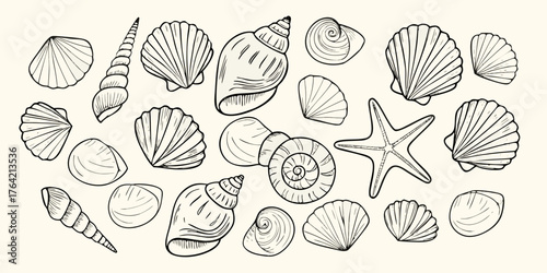 Collection of hand drawn seashells and starfish illustrations on a light background