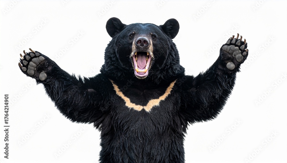Obraz premium 威嚇する危険なツキノワグマ：クマ被害