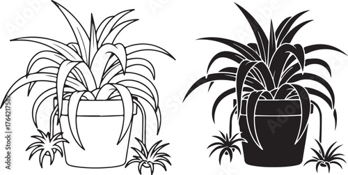 Set of two potted spider plants one line drawing and one silhouette