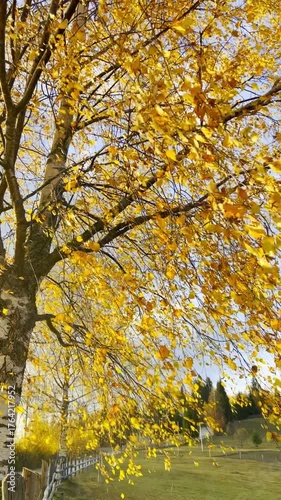 Autumn in the Carpathian Mountains. The wind shakes birch branches with yellowed leaves. Gorgeous autumn slopes are illuminated by warm sunlight. 