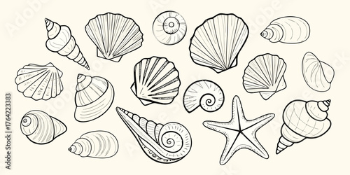 Collection of hand drawn line art illustrations of various seashells and a starfish on a cream background