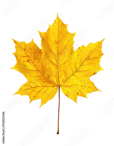 Wallpaper Mural Isolated vibrant autumn maple leaf Torontodigital.ca