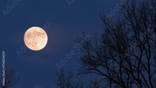 Eerie full moon rising over dark bare trees, perfect for horror movie background or Halloween project, creating a spooky, mystical night feeling