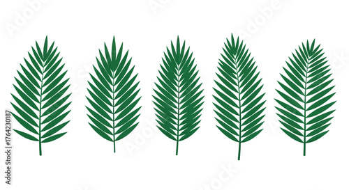 Tropical Green Palm Leaves Collection Botanical Vector Graphics Set