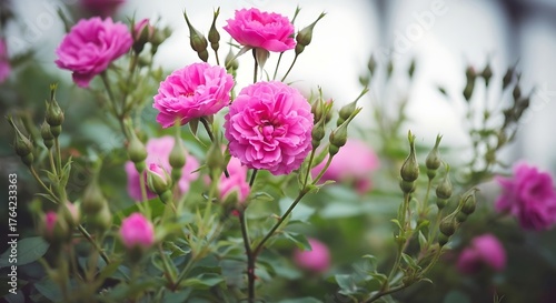 Close up of vibrant pink roses in full bloom with delicate petals and green foliage in soft natural light