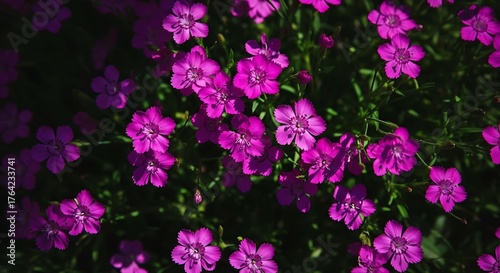 Vibrant close up of delicate magenta pink dianthus flowers blooming in a lush garden with dark green foliage background