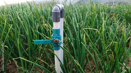 Obraz na plátně Irrigation system in garlic cultivation areas, showing water flow for crop growth and agricultural care