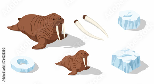 Isometric vector set of walruses, tusks, and ice elements.