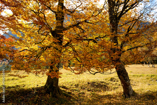 European beeches (Fagus sylvatica) illuminated by the sun in autumn, recognizable by their bright orange-yellow color. Indian summer on the Ahornboden in the Karwendel, Austria