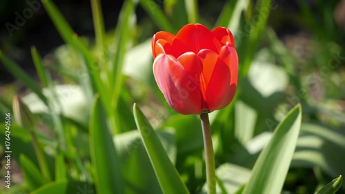 Vibrant red tulip blooms in spring sunlight, a symbol of renewal and beauty, perfect for nature documentaries or gardening content