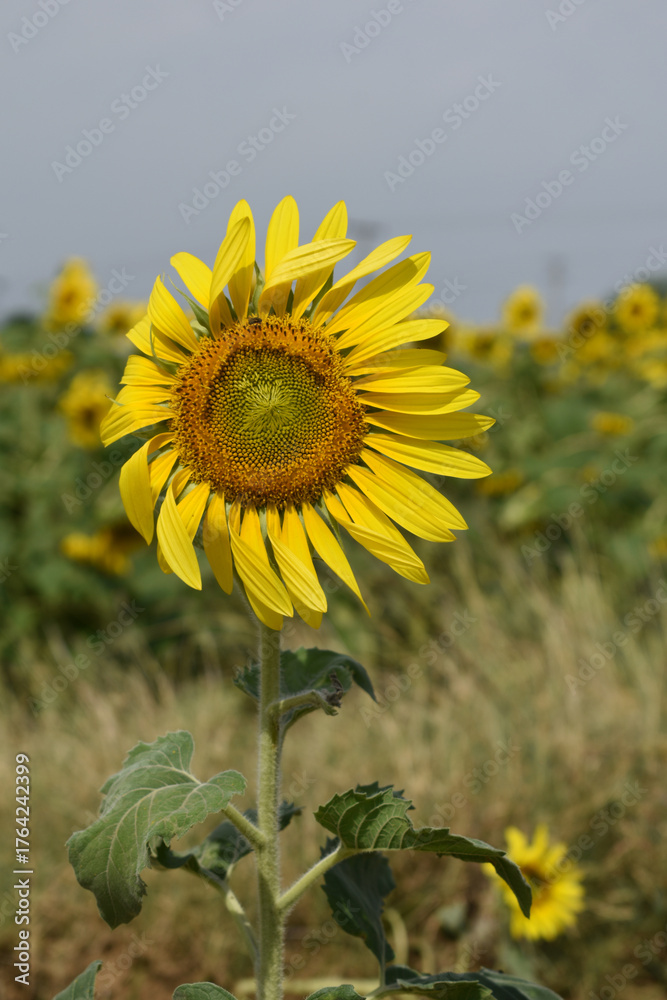 Fototapeta premium Closeup of a sunflower growing in a field of sunflowers during a nice sunny summer day, Sunflower natural background. flower blooming, Beautiful field of blooming sunflowers, Chakwal, Punjab, Pakistan