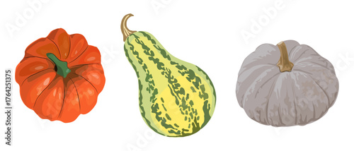 Set of different pumpkins, orange, green turban squash, gray isolated on transparent background. Autumn harvest, fall decor, and seasonal vegetable design. Vector realistic illustration