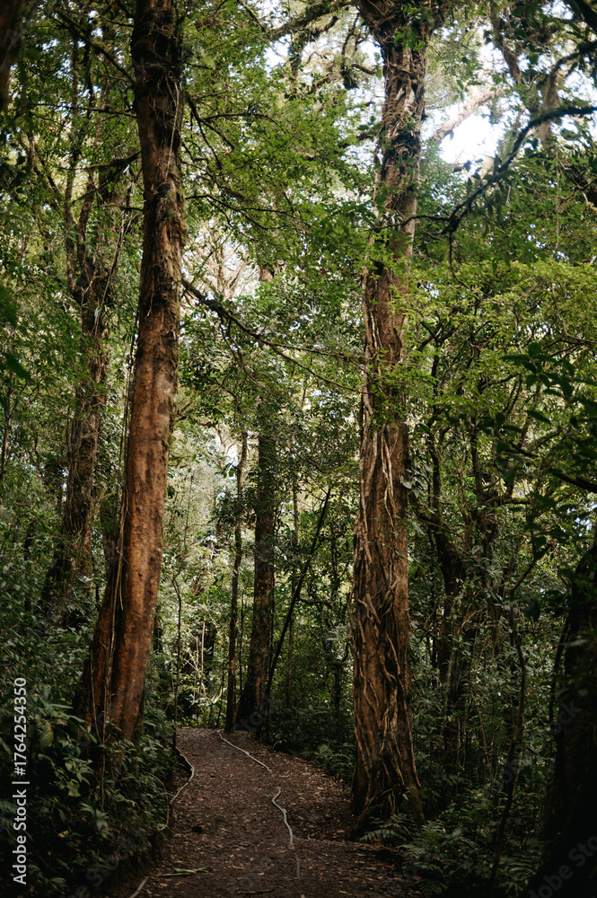 Fototapeta premium Path Through the Dense Cloud Forest in Monteverde