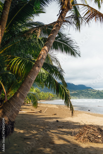 Leaning Palms in Uvita Beach, Marino Ballena National Park, Costa Rica