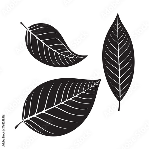  Autumn Leaves Isolated on White Background.