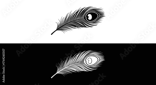 Peacock feather illustration, shown in black and white, with a reflection on a contrasting background.