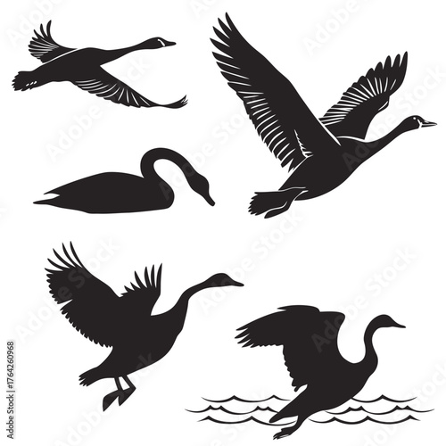 Fototapeta Naklejka Na Ścianę i Meble -  Vector art of swans