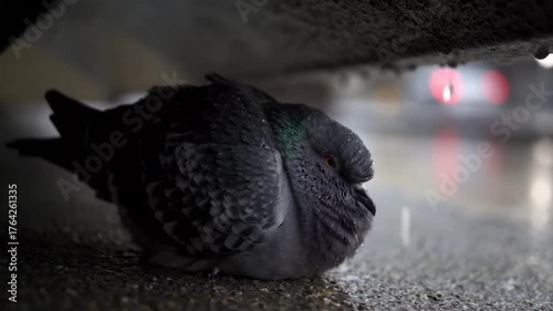 Resilient pigeon shelters from rain in urban setting birds in motion under shelter concept