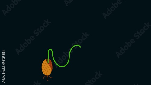 Plant growing from seed animation