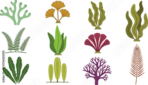 Seaweed types vector collection aquatic plants illustration