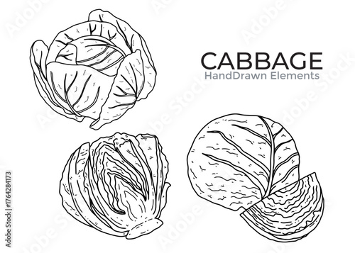 Hand-drawn illustration showcasing three distinct views of cabbage, including whole heads and a sliced section.