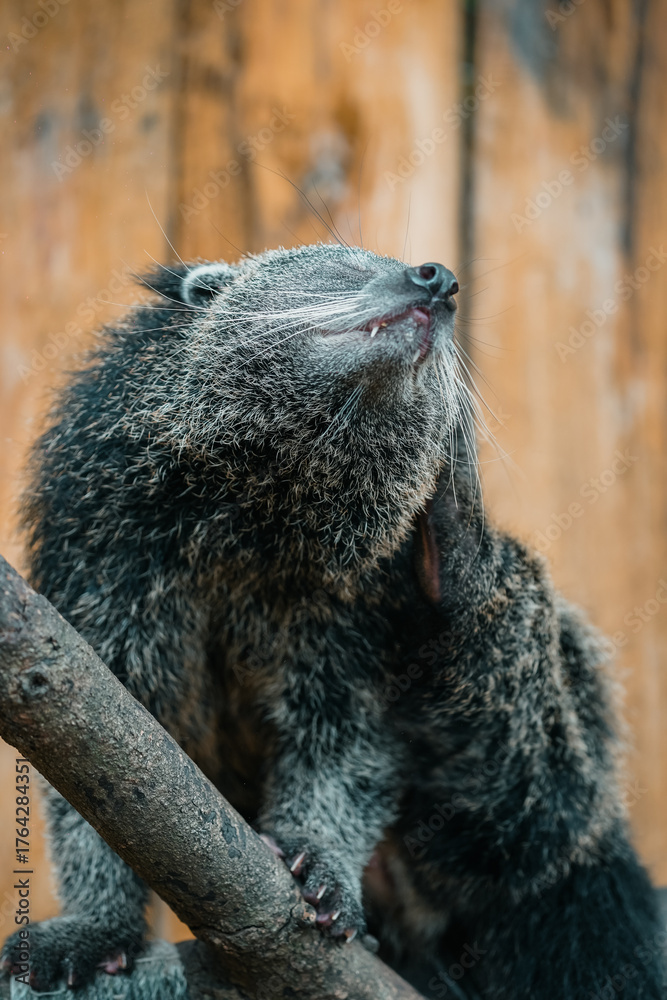 Obraz premium A close-up shot of a bearcat perched on a tree branch, scratching its neck.
