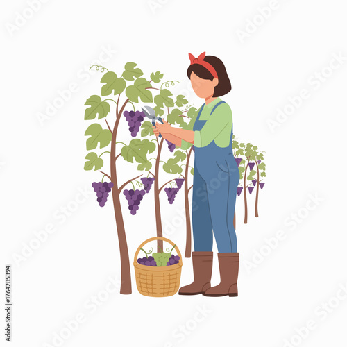 Woman harvests ripe grapes in vineyard basket brimming with fresh fruit